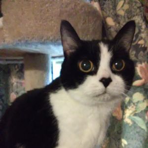 Meet your Posher, Wanda